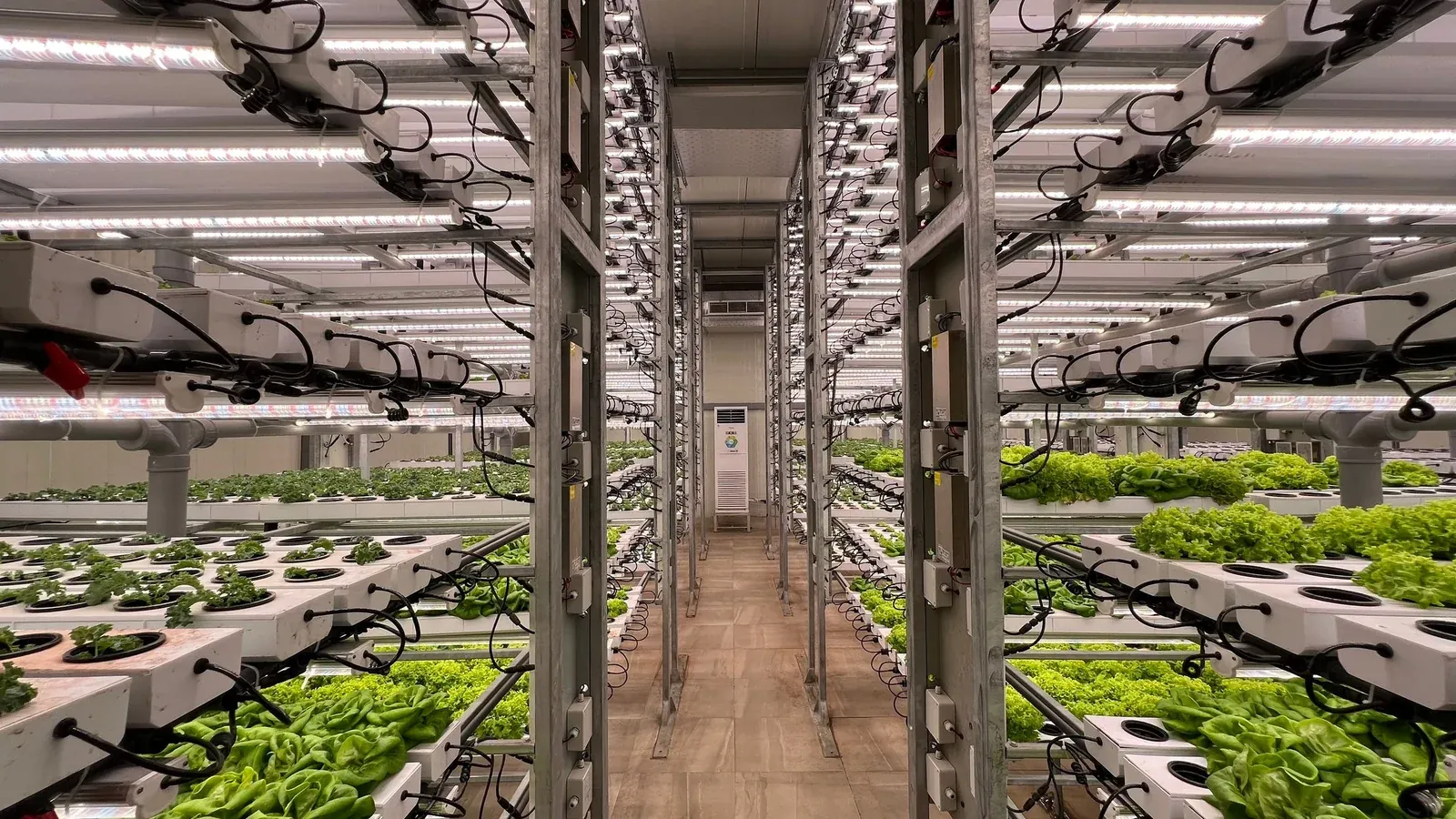 Stacked hydroponic grow racks under LED lighting in a vertical farm