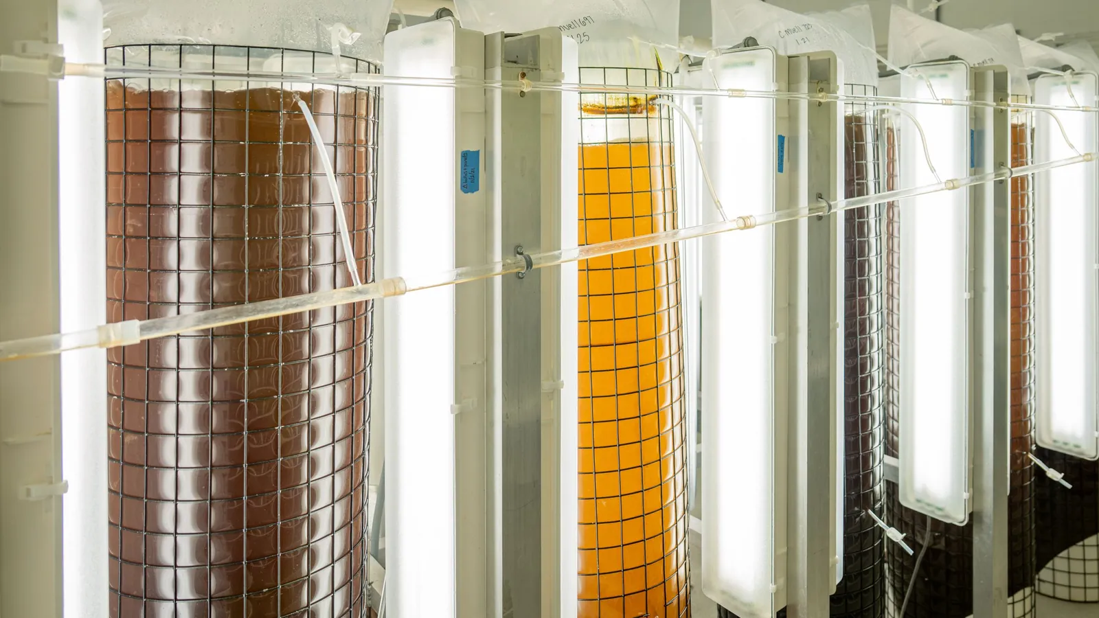 Bioprocessing and bioremediation