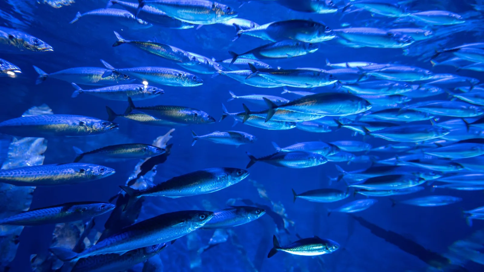 A shoal of fish turning together in deep blue water